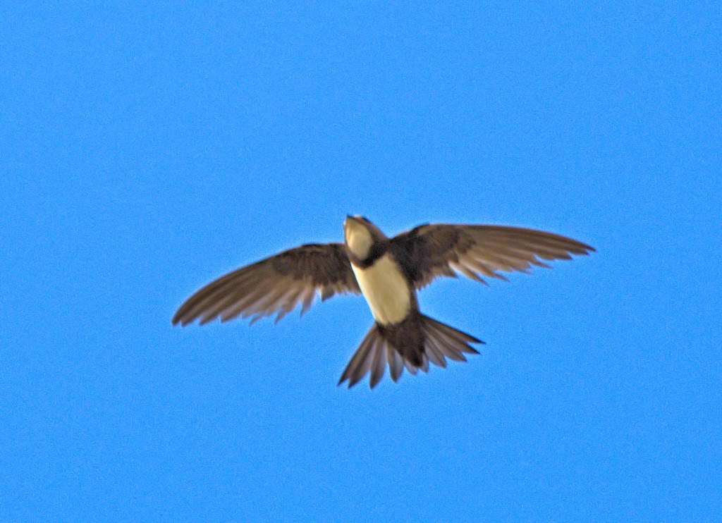 Alpine Swift - ML639393344