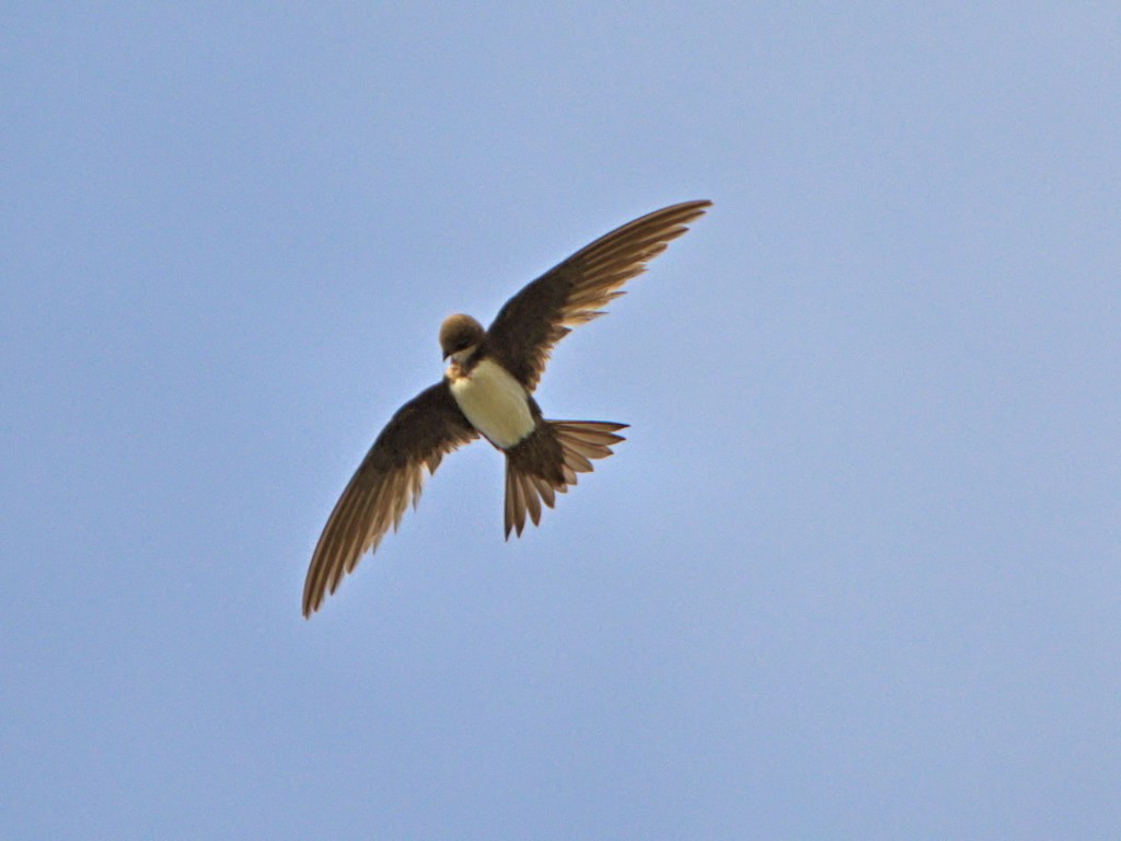 Alpine Swift - ML639393345