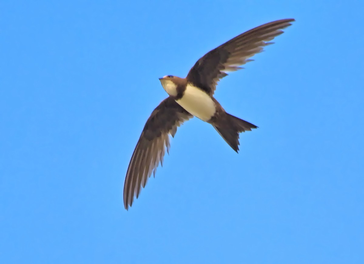 Alpine Swift - ML639393347