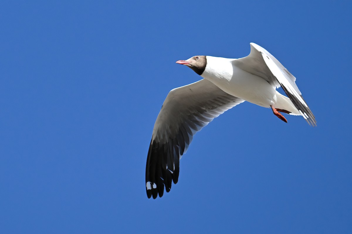 Brown-headed Gull - ML639393385