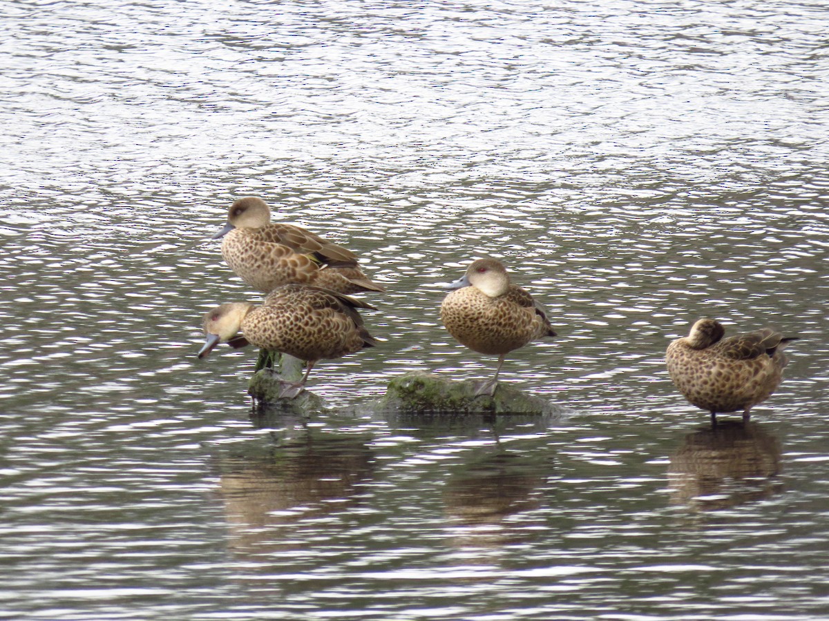 Gray Teal - ML639393610