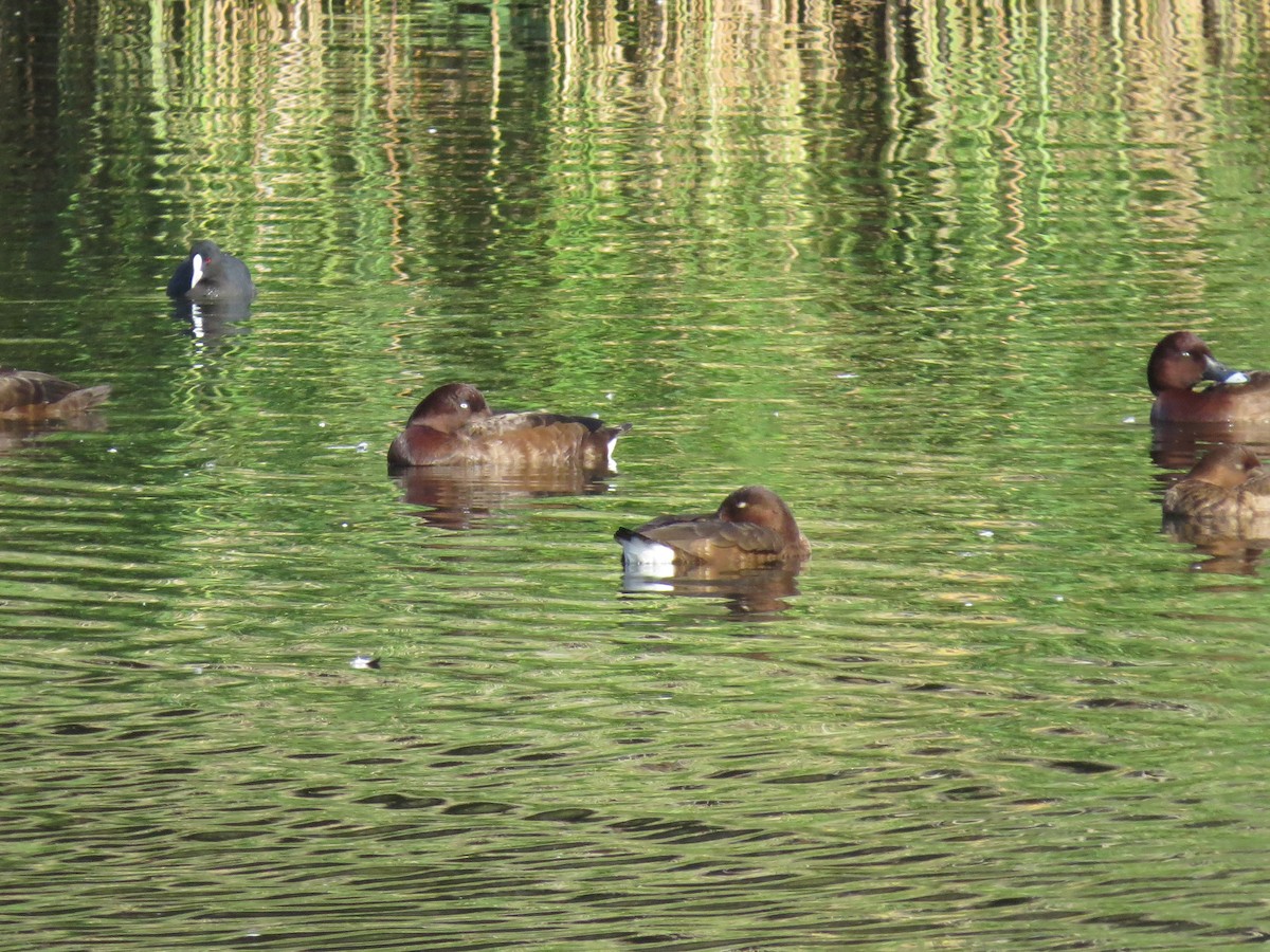 Hardhead - ML639393618