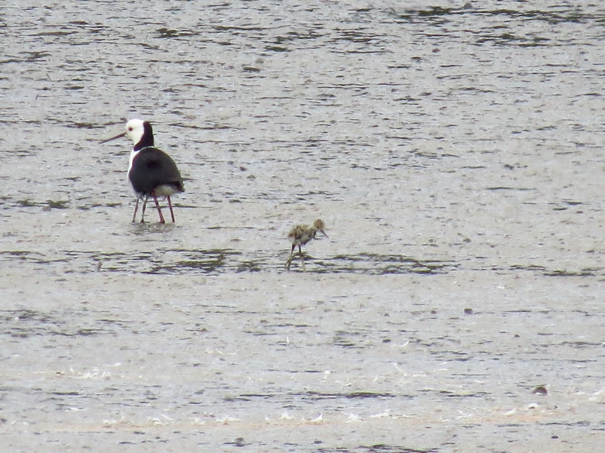 Pied Stilt - ML639393633