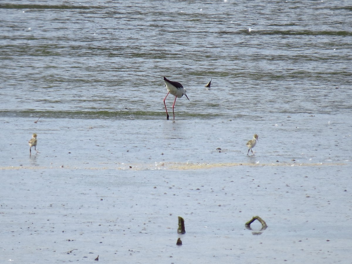 Pied Stilt - ML639393634