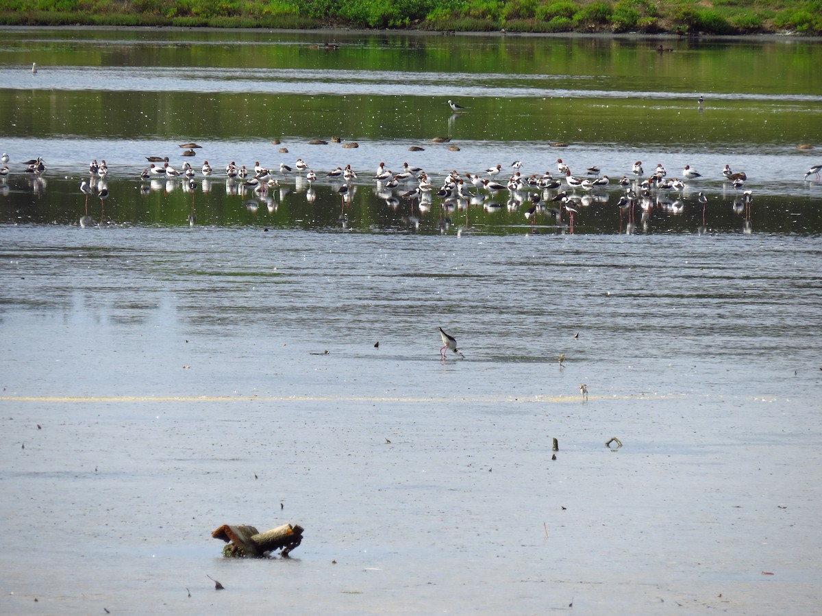 Pied Stilt - ML639393635
