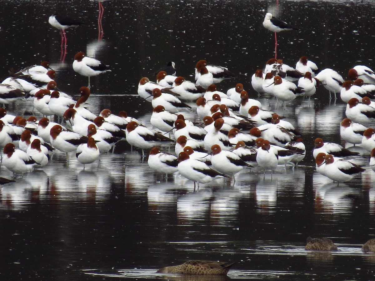 Red-necked Avocet - ML639393653