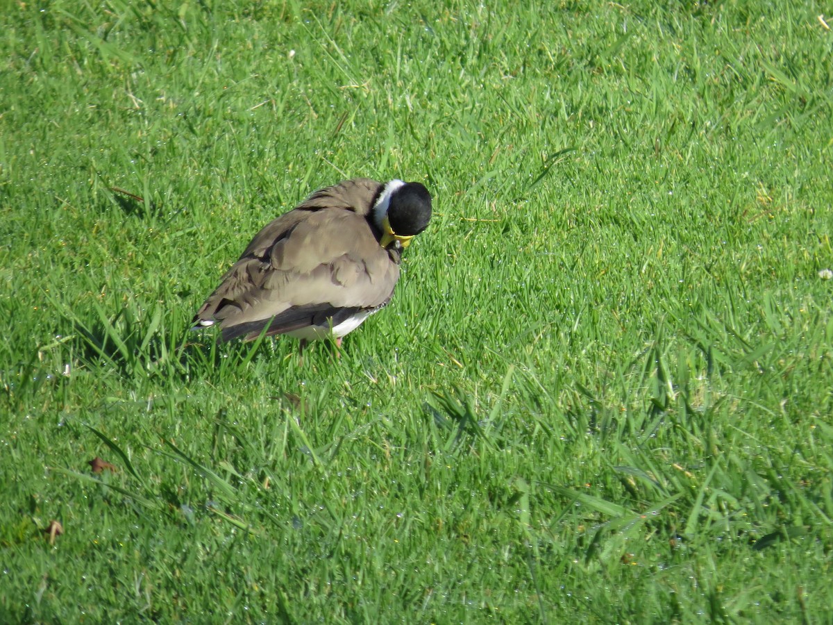 Masked Lapwing - ML639393660