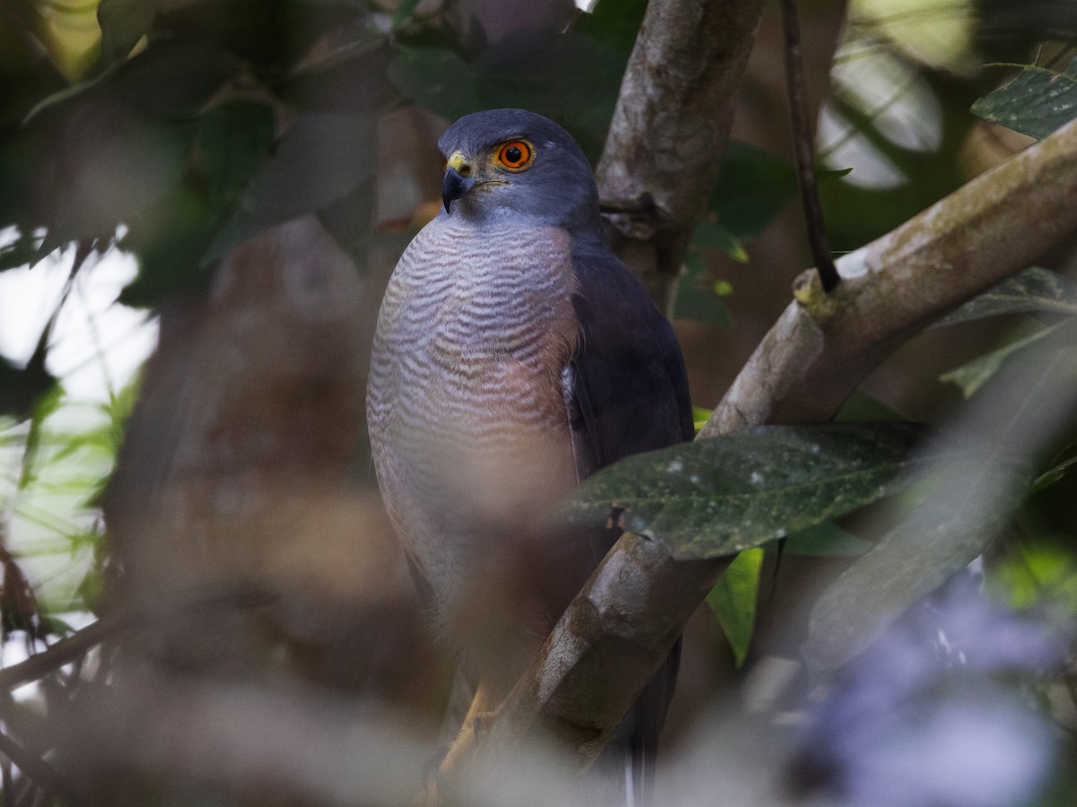 African Goshawk - ML639393663