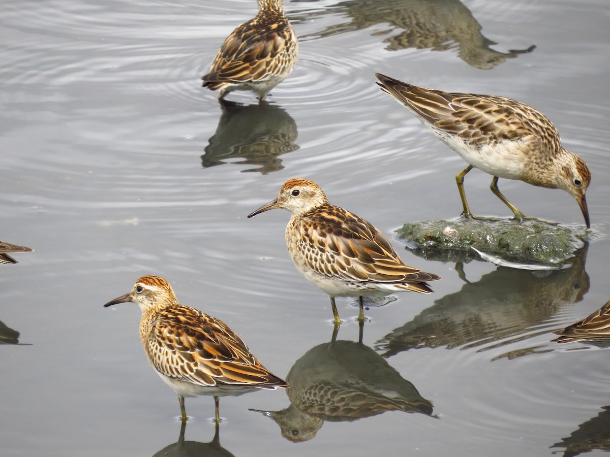 Sharp-tailed Sandpiper - ML639393671
