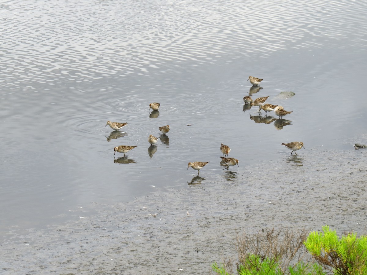 Sharp-tailed Sandpiper - ML639393672