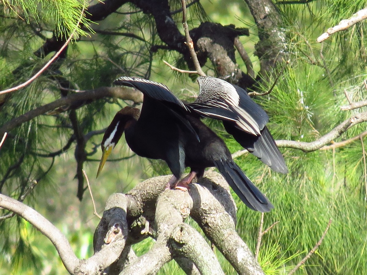 Australasian Darter - ML639393688