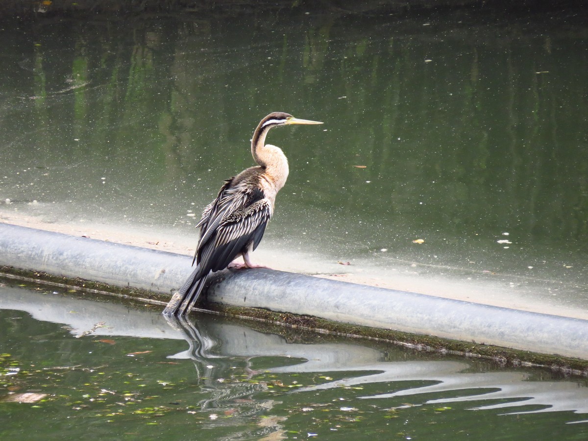 Australasian Darter - ML639393690