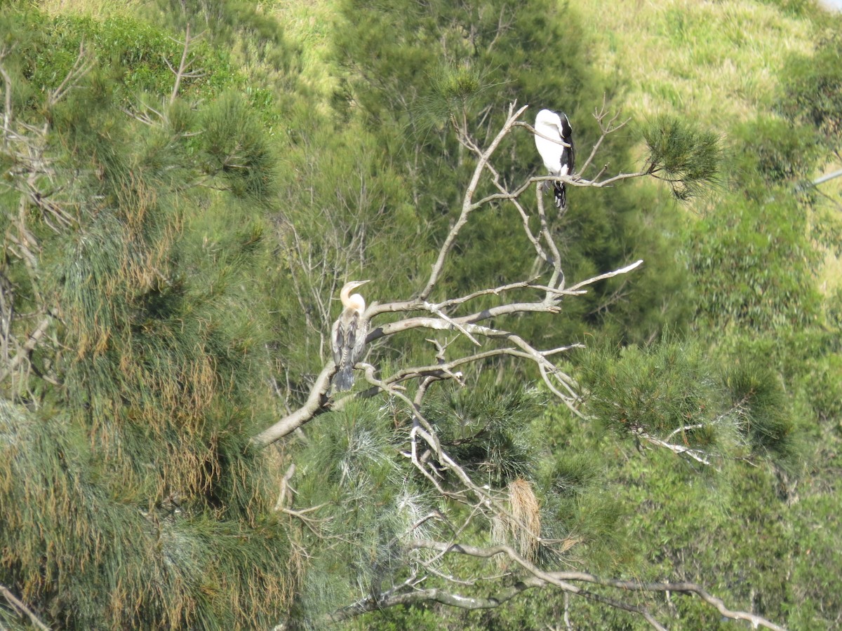 Australasian Darter - ML639393695