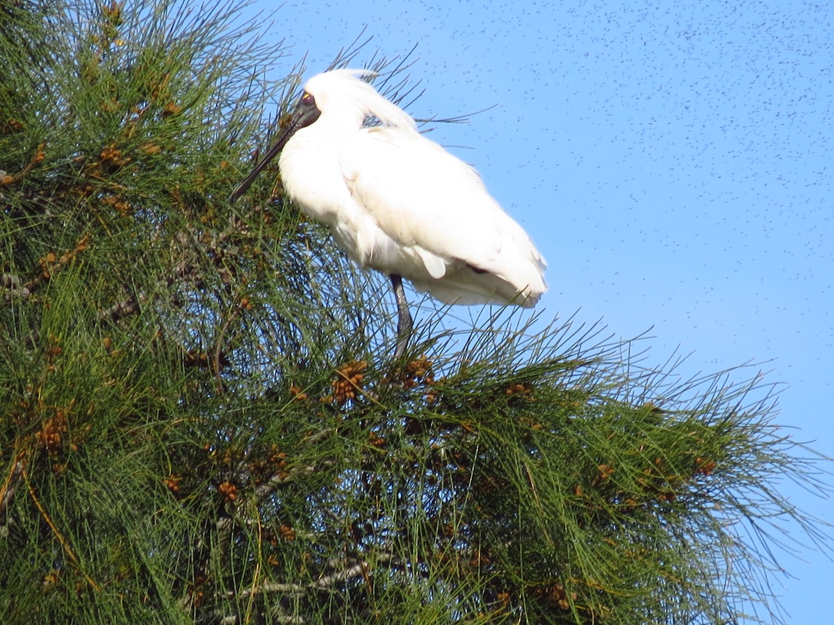 Royal Spoonbill - ML639393700