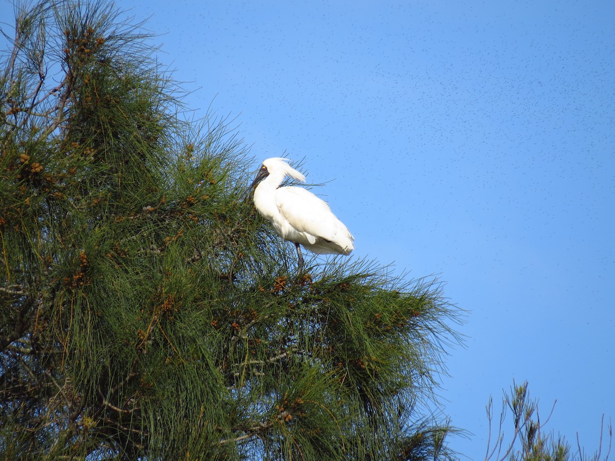 Royal Spoonbill - ML639393701