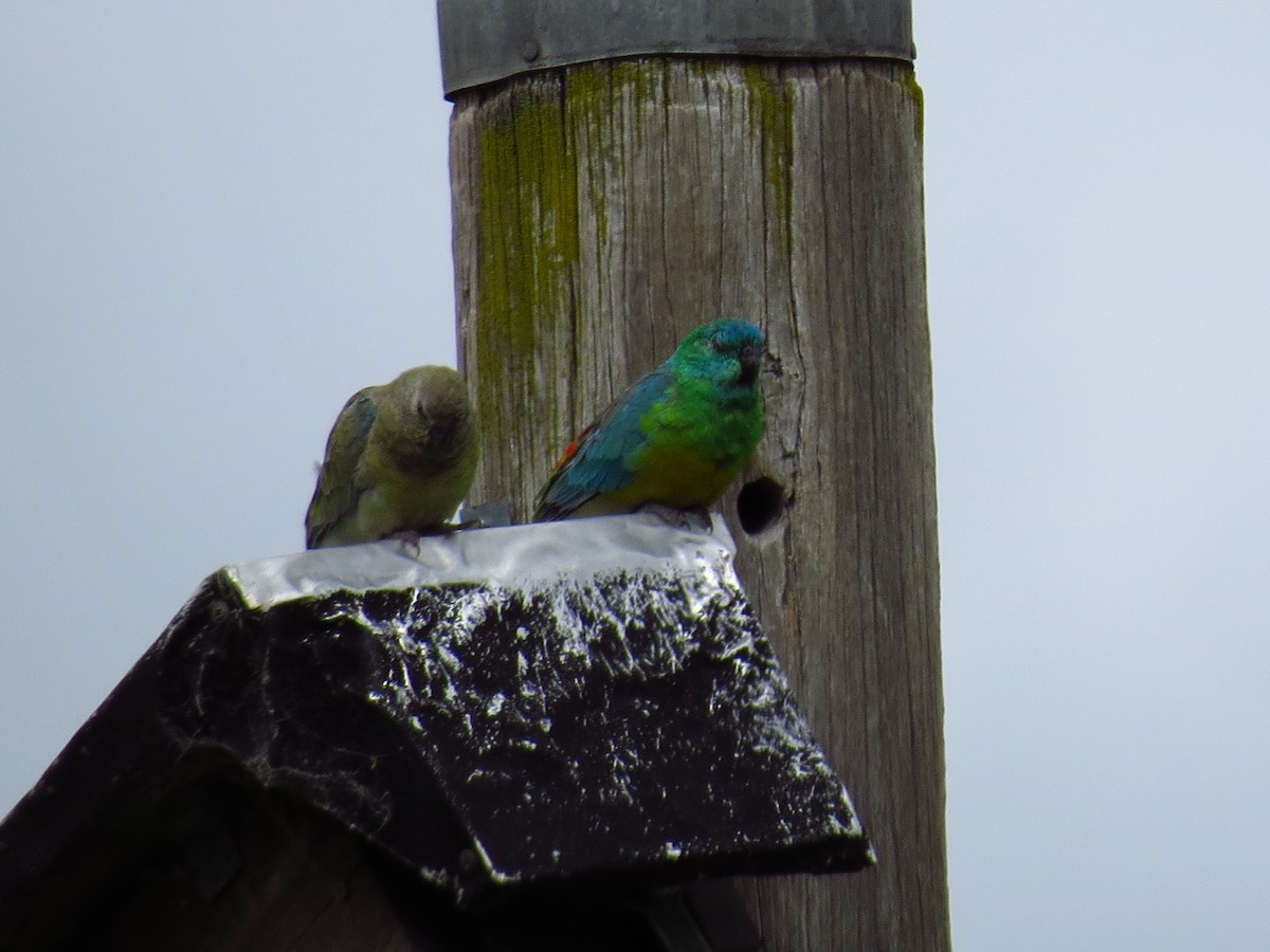 Red-rumped Parrot - ML639393707