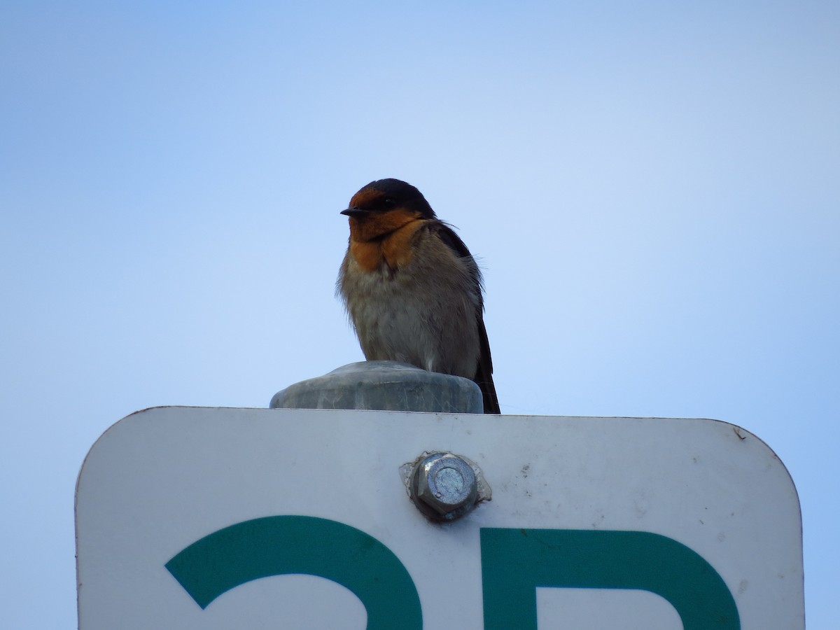 Welcome Swallow - ML639393713