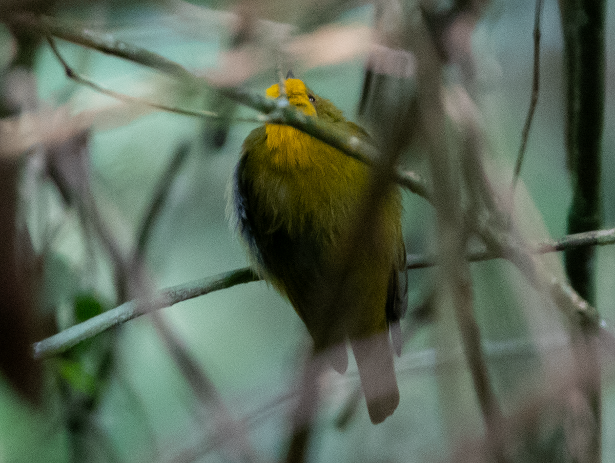 Yellow-headed Manakin - ML639393715