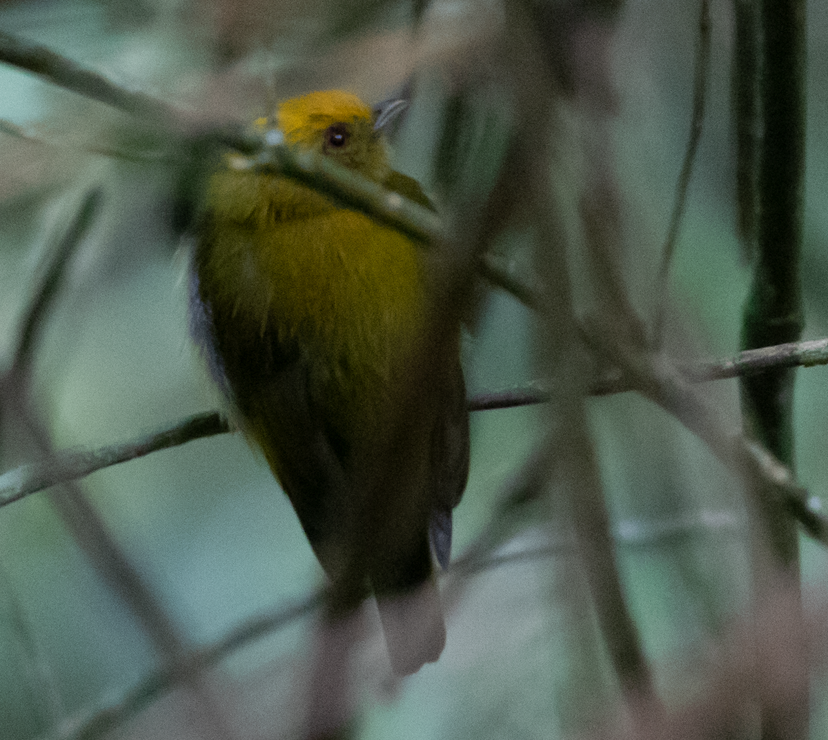 Yellow-headed Manakin - ML639393716