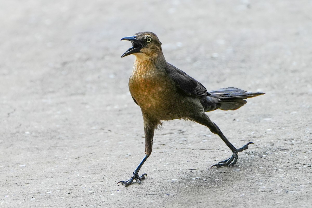 Great-tailed Grackle - ML639393778