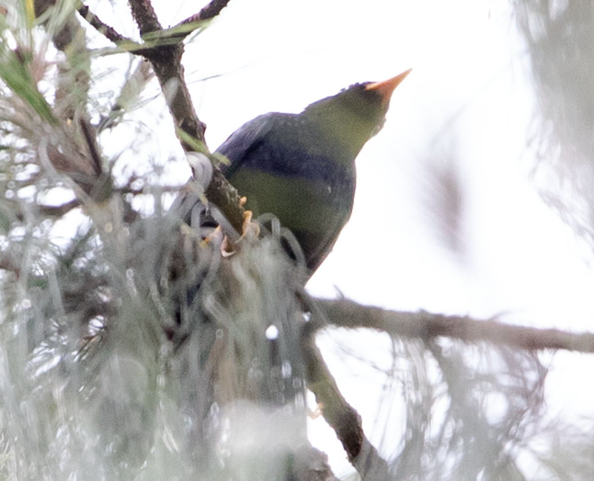 Pale-eyed Thrush - ML639393797