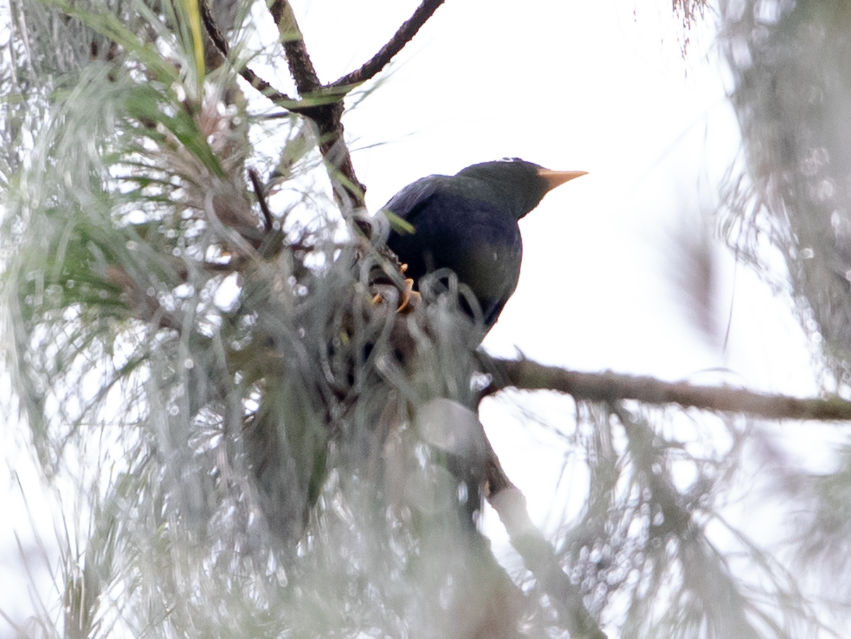 Pale-eyed Thrush - ML639393798