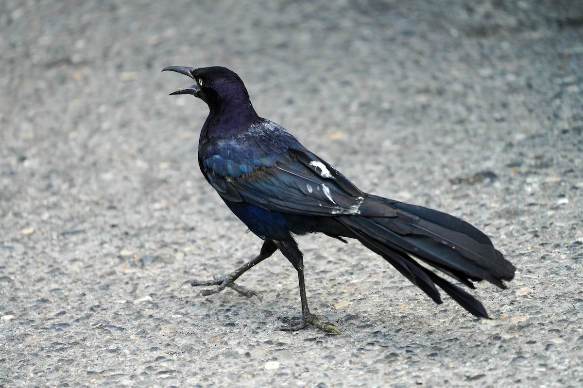 Great-tailed Grackle - ML639393799