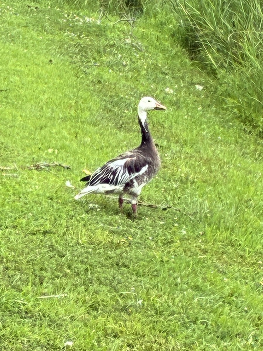 husa sněžní - ML639393807