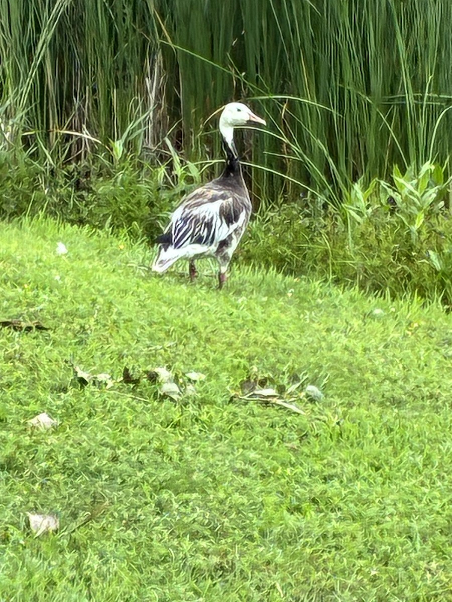 husa sněžní - ML639393808