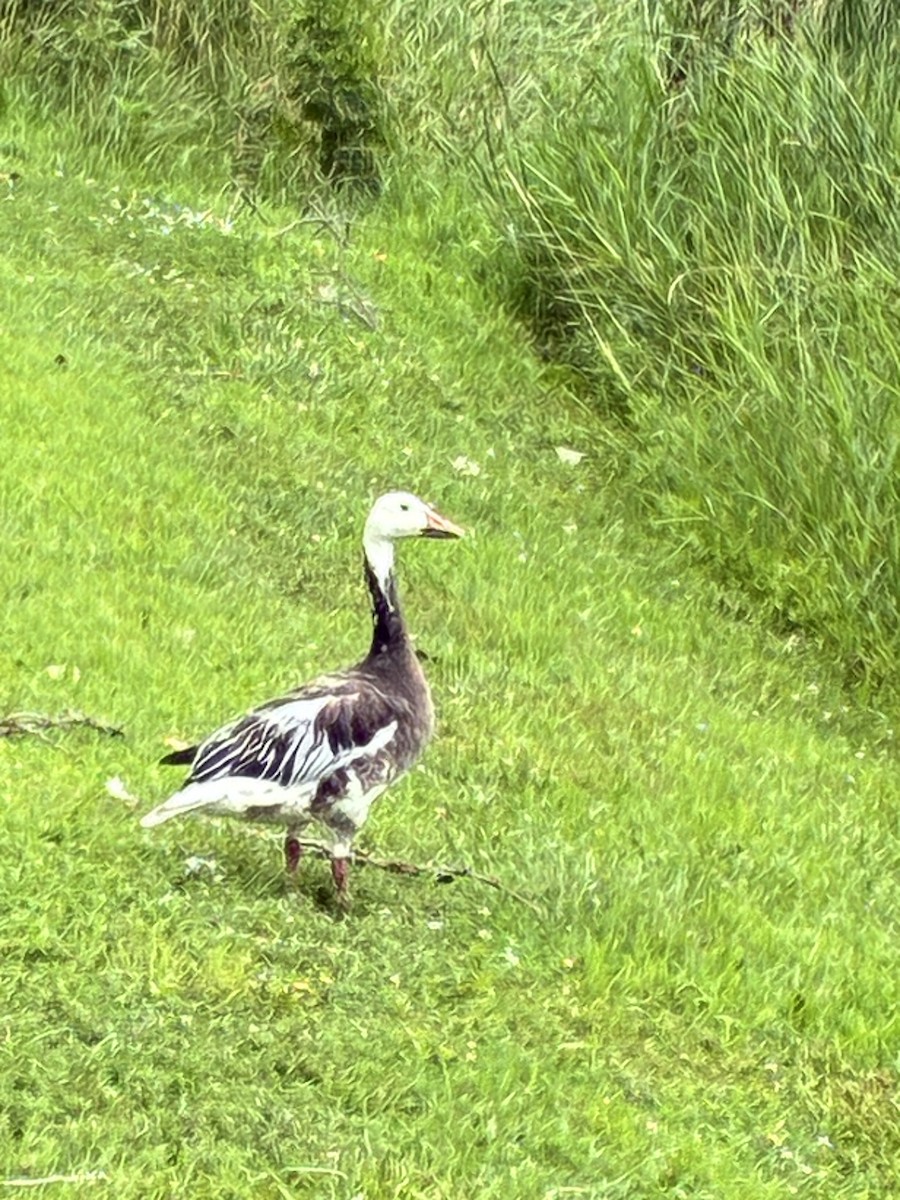 husa sněžní - ML639393809