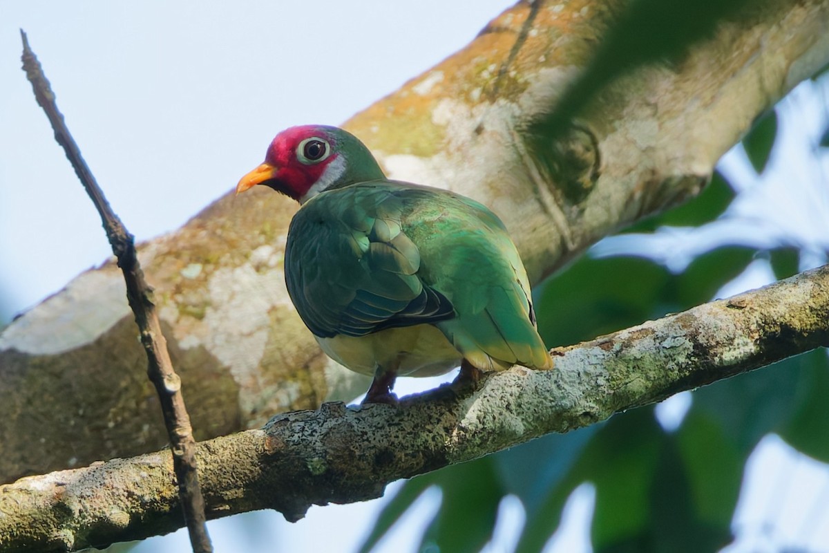 Jambu Fruit-Dove - ML639393832