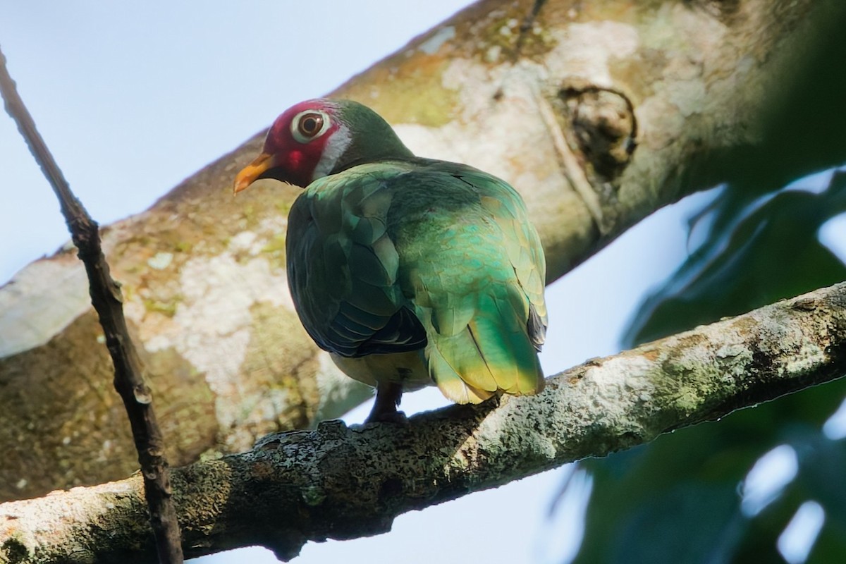 Jambu Fruit-Dove - ML639394033