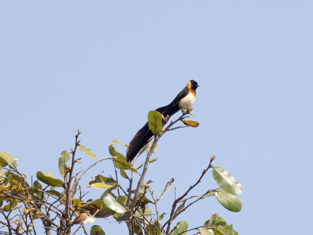 Broad-tailed Paradise-Whydah - ML639394151