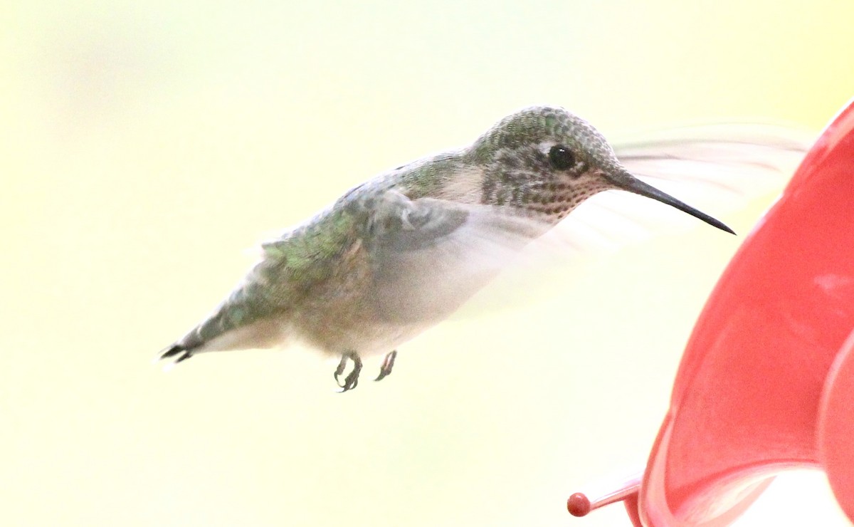 Calliope Hummingbird - ML639394155