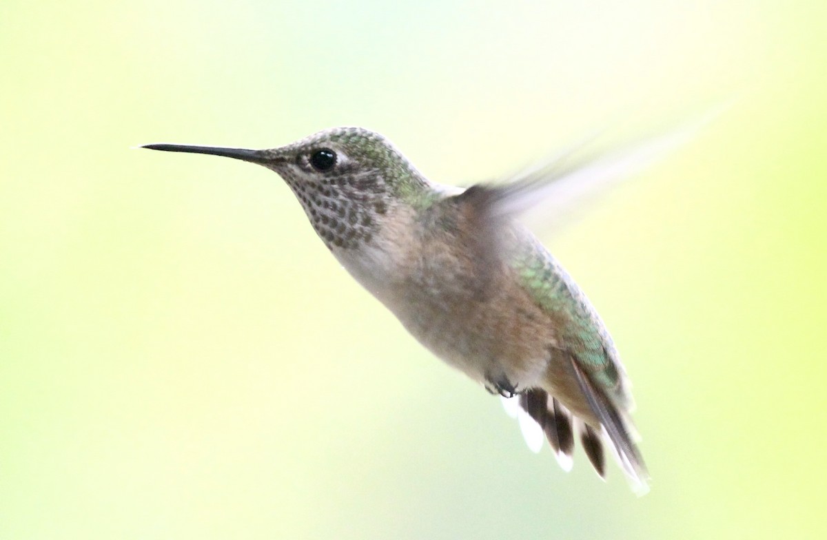 Calliope Hummingbird - ML639394165