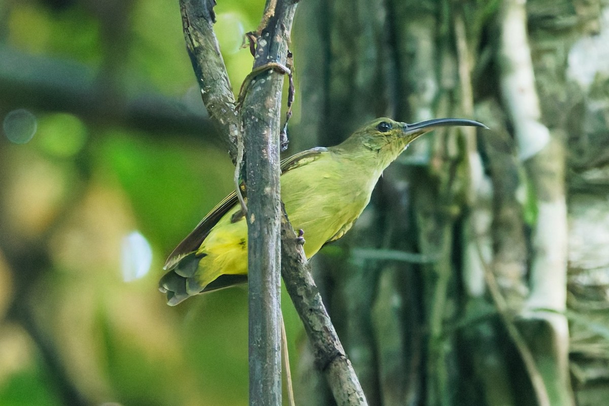 Thick-billed Spiderhunter - ML639394171
