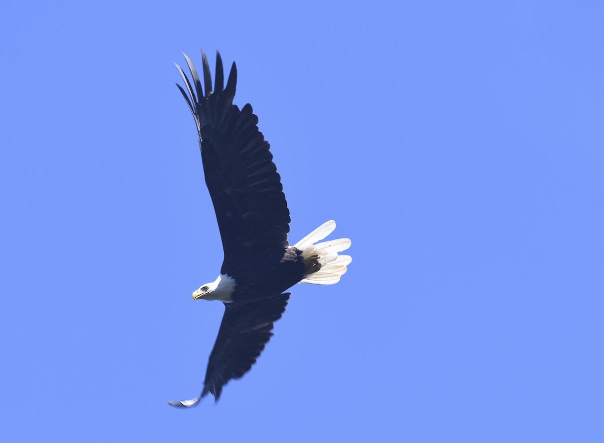 Bald Eagle - ML639394185