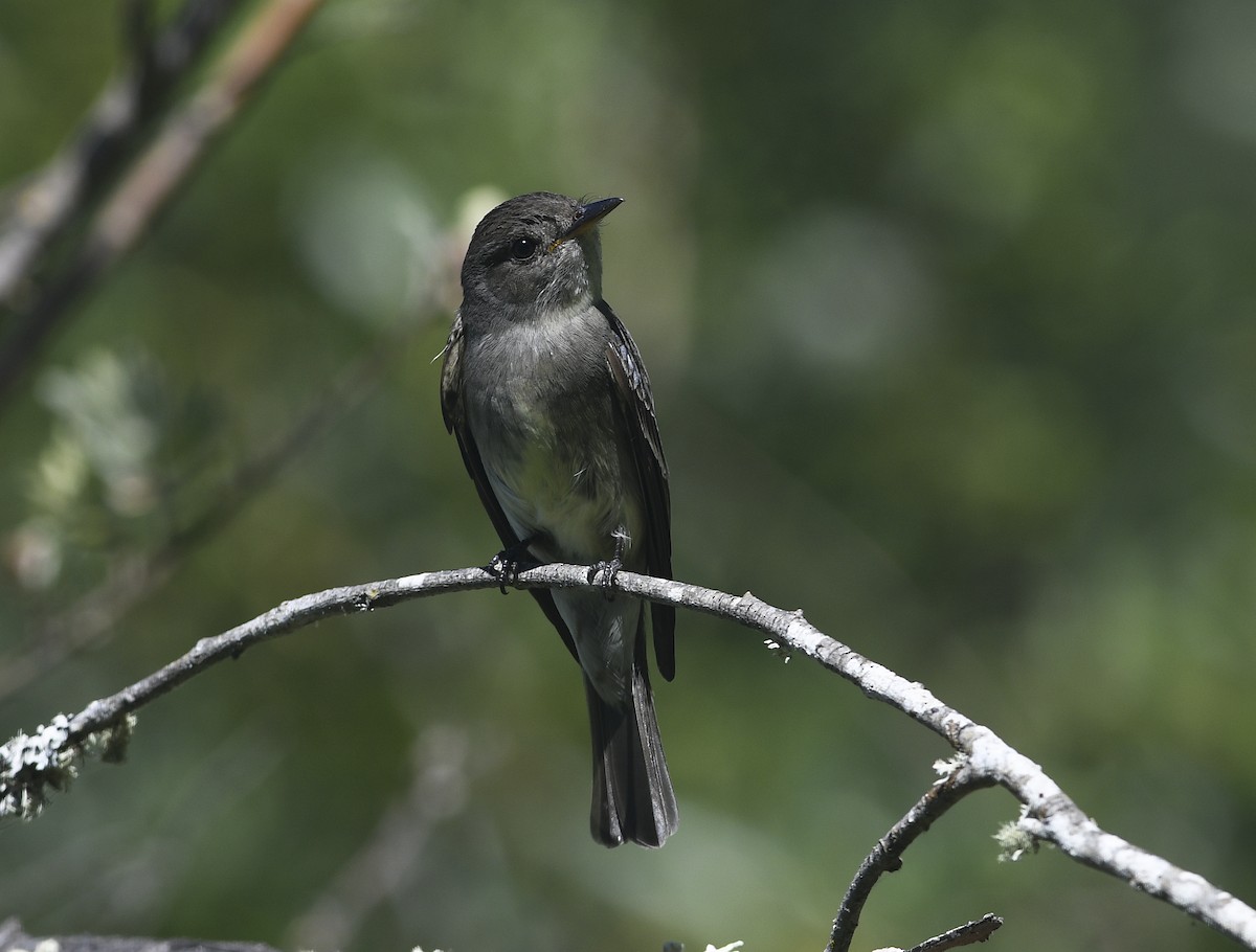 Western Wood-Pewee - ML639394258