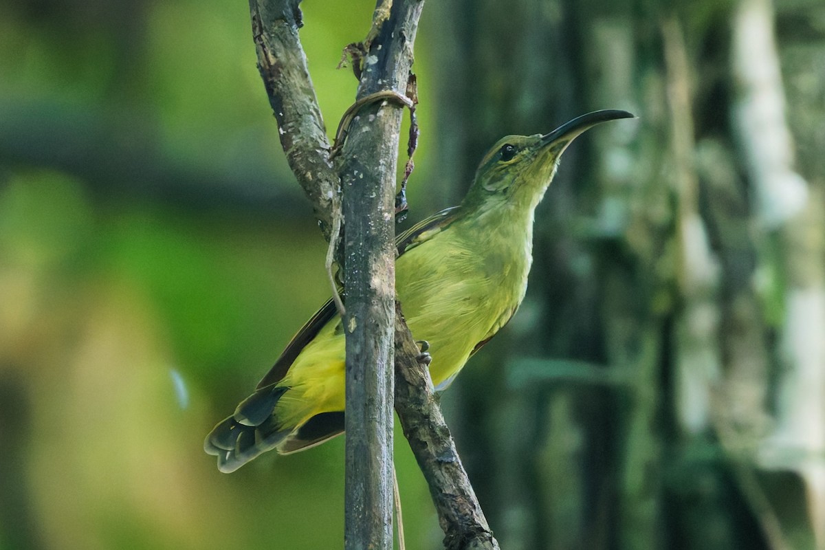 Thick-billed Spiderhunter - ML639394303
