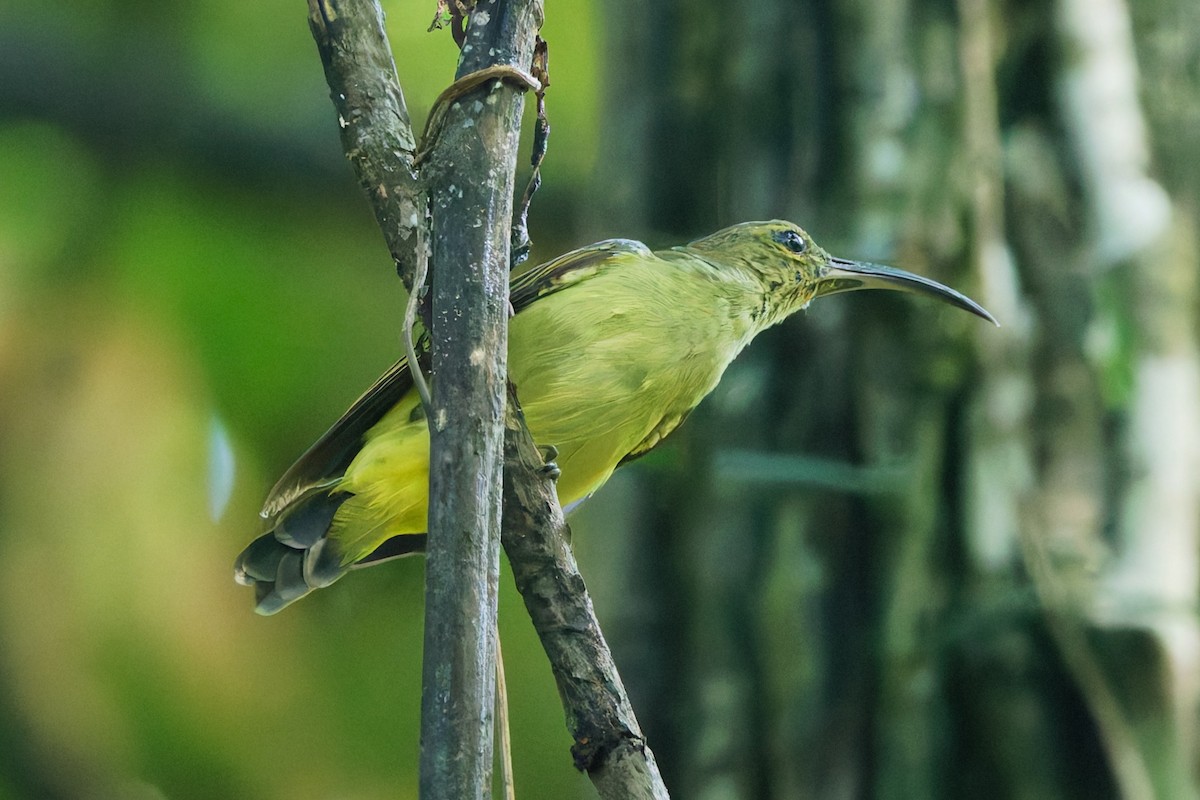 Thick-billed Spiderhunter - ML639394304