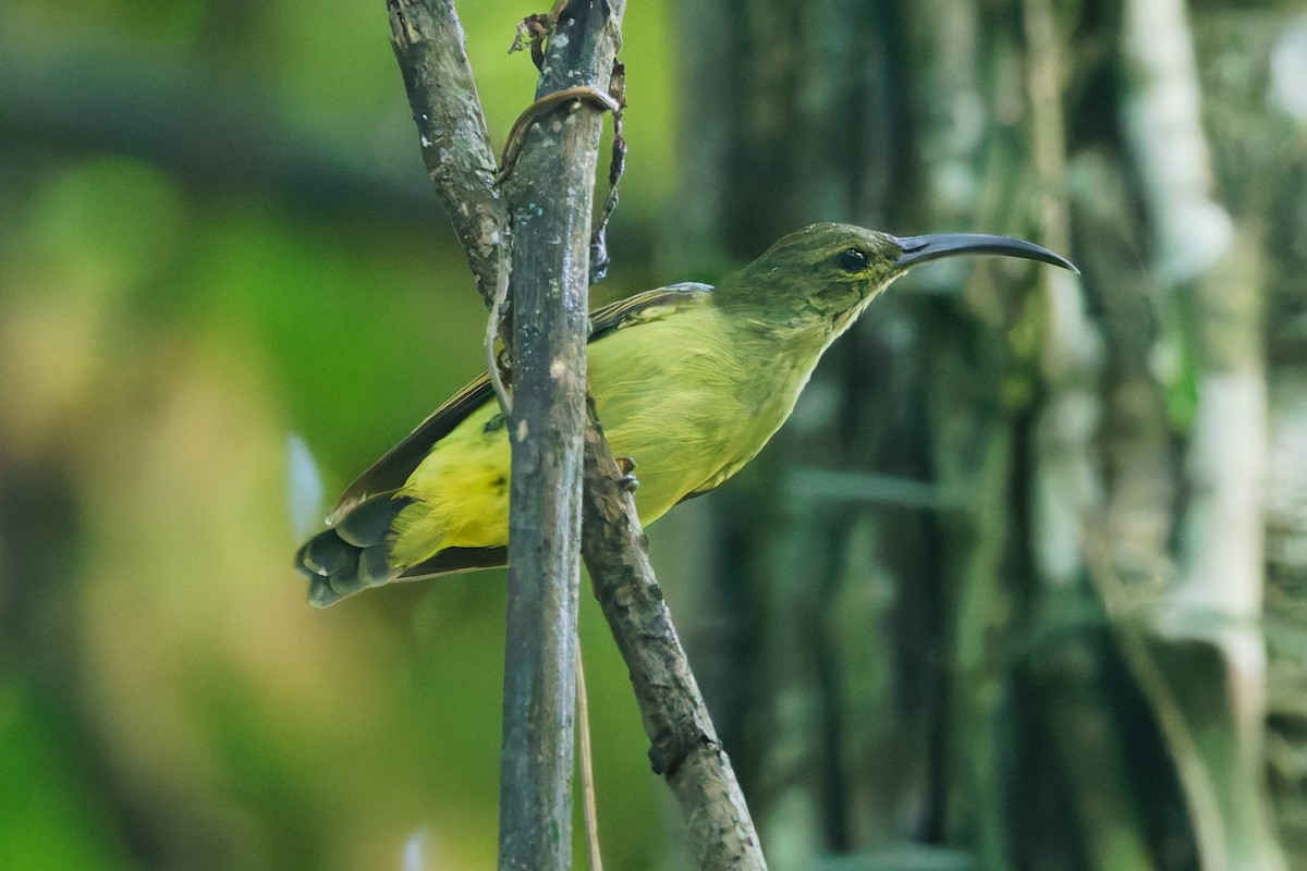 Thick-billed Spiderhunter - ML639394305