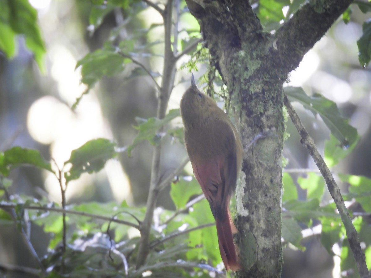 Olivaceous Woodcreeper - ML639394322