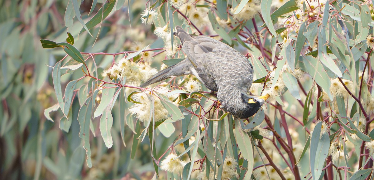Noisy Miner - ML639394327