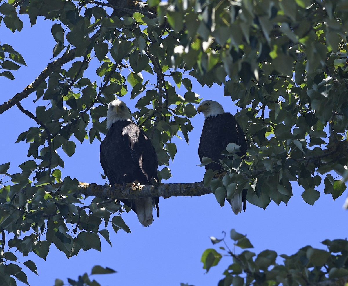 Bald Eagle - ML639394364
