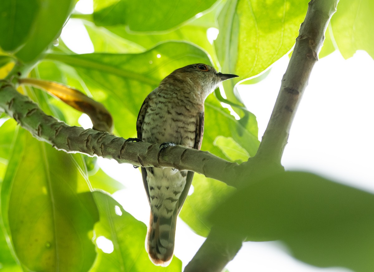 Küçük Zümrüt Guguğu [minutillus grubu] - ML639394378