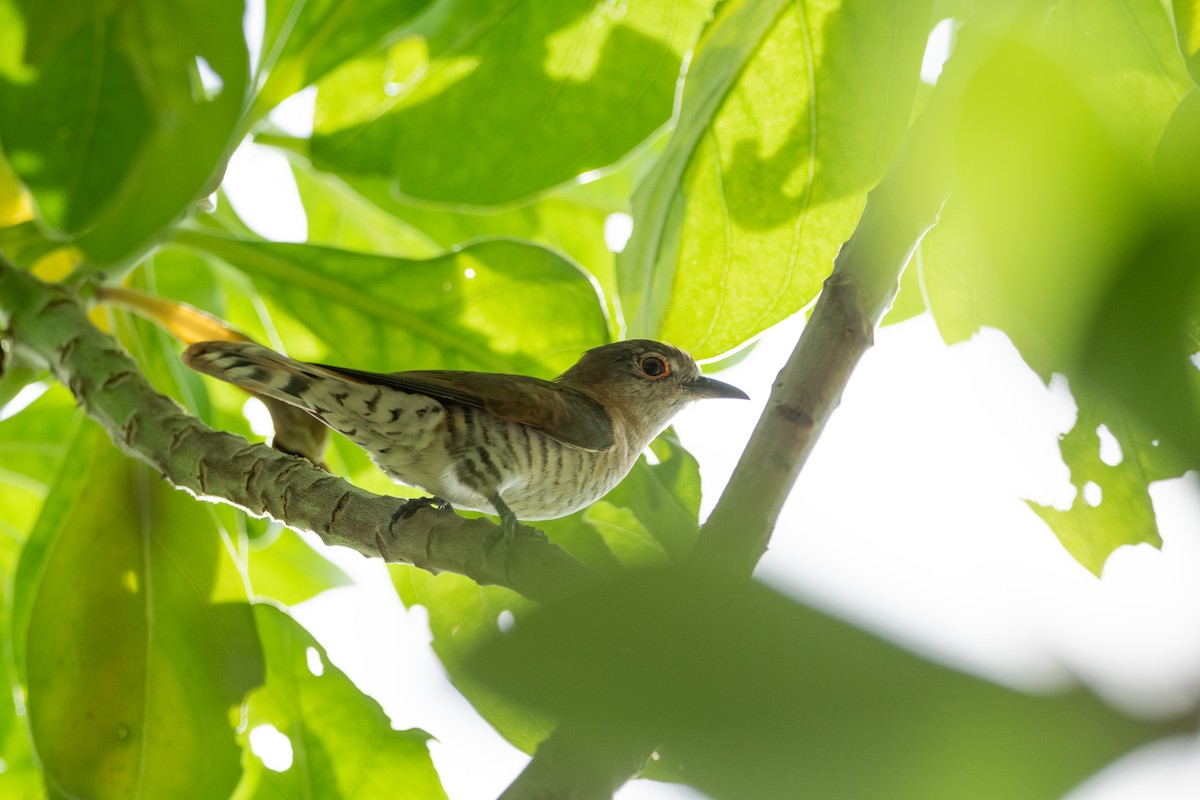 Küçük Zümrüt Guguğu [minutillus grubu] - ML639394379