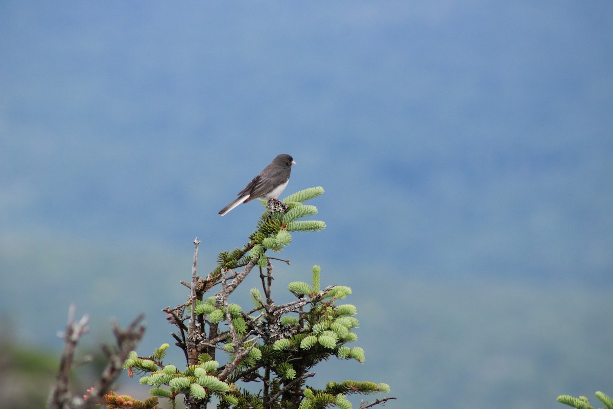 Dark-eyed Junco - ML639394404