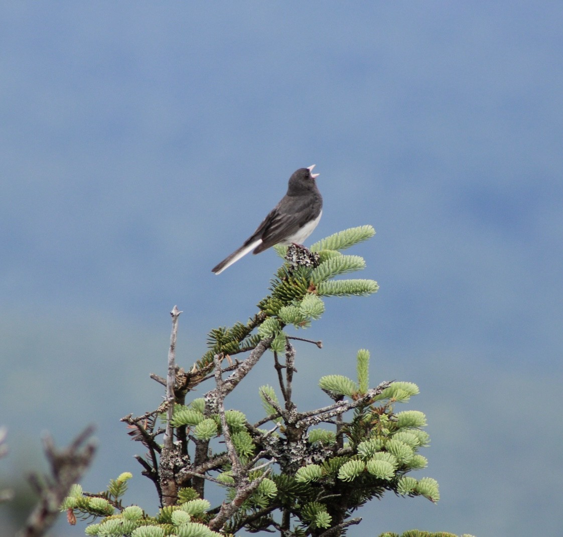 Dark-eyed Junco - ML639394405