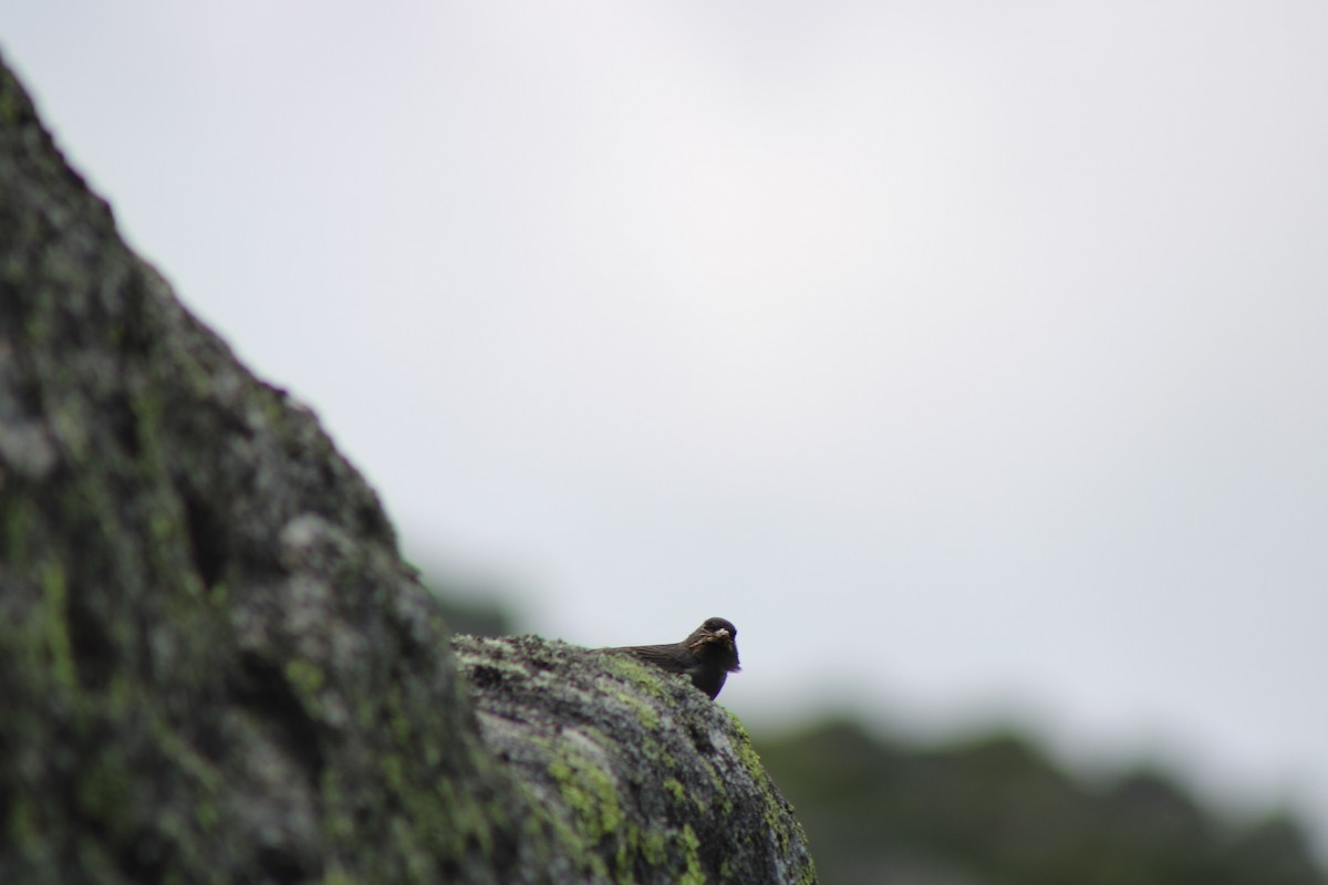 Dark-eyed Junco - ML639394406