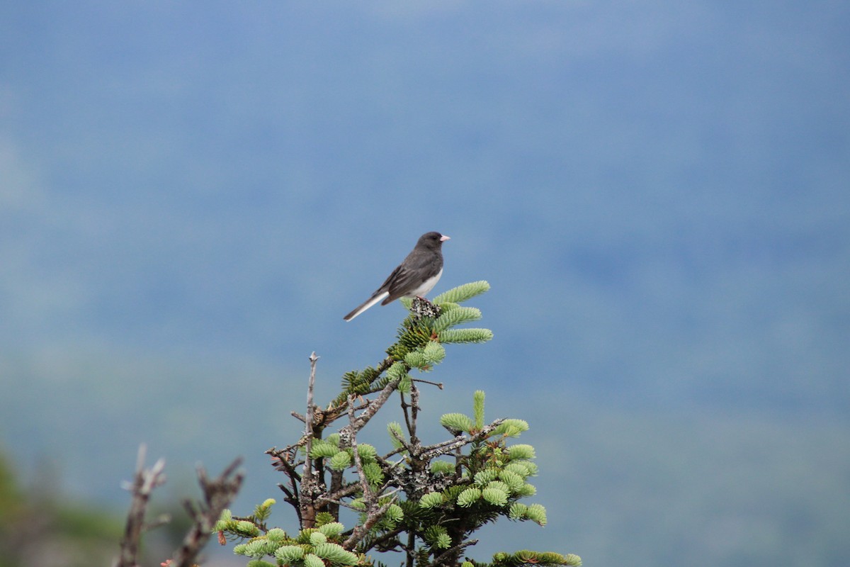 Dark-eyed Junco - ML639394407